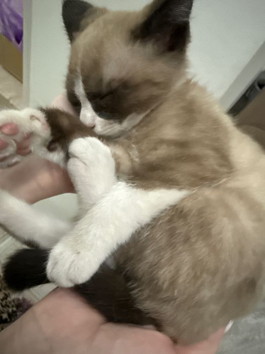 котенок сноу шу