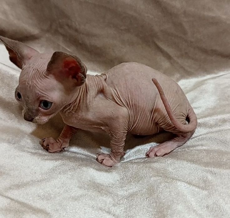 Канадский сфинкс  девочка 1 мес и 3 недели