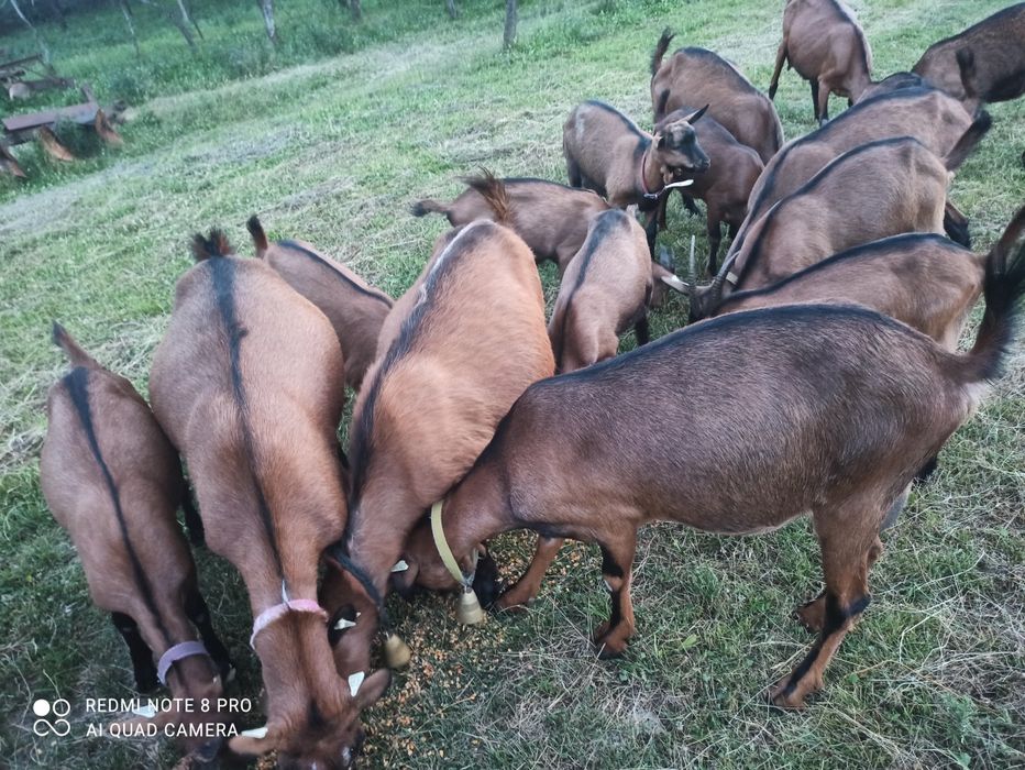 Vând țapi alpin francez