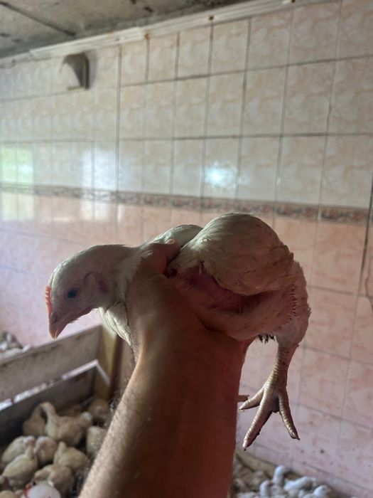 Продам цыплят домашние