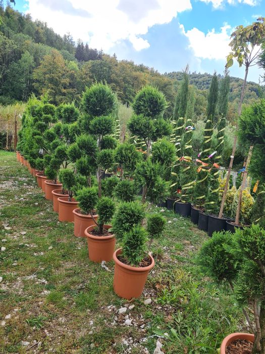 Plante ornamentale de cea mai buna calitate