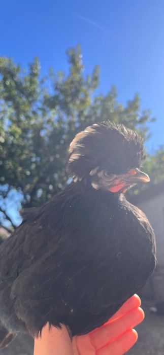 Vând moțate olandeze