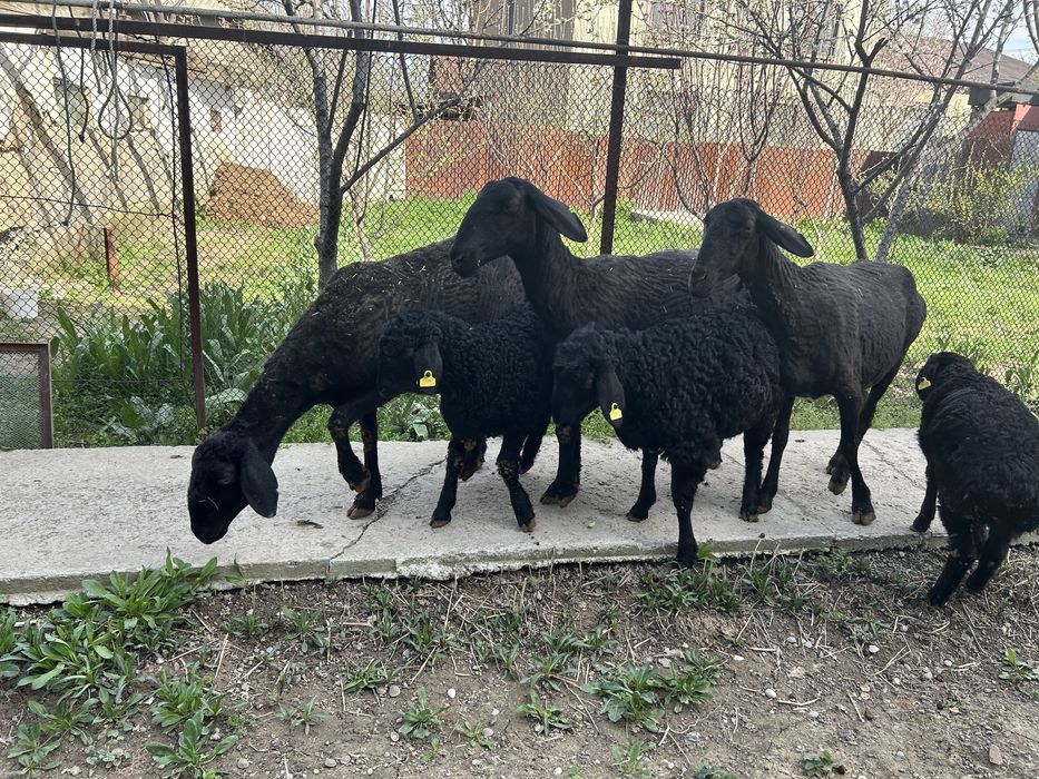 Қозылы қойлар бар 3 бас