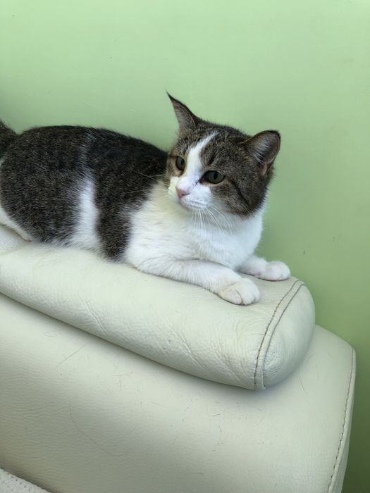 Любимые животные