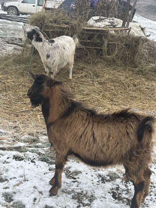 vand țap pret super bun