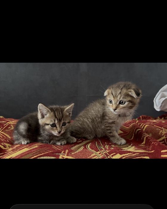 продаются котята, мальчик и девочка