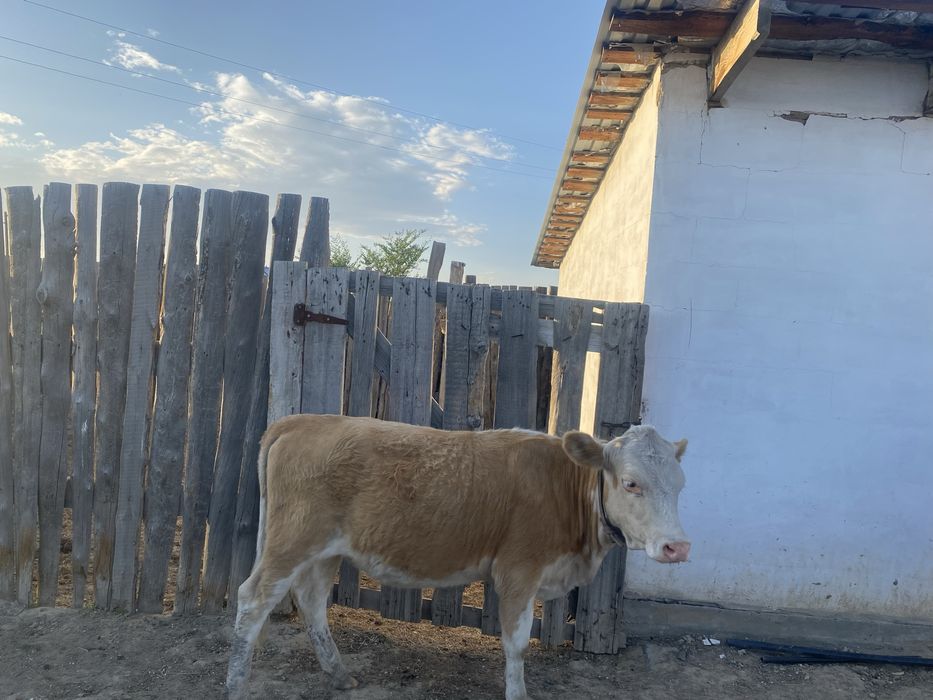 Продам