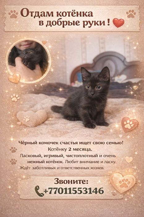 Отдаю котёнка в добрые руки)