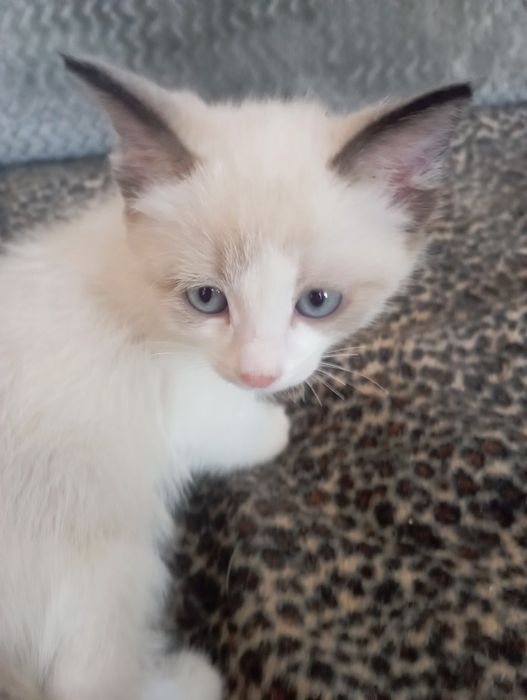 Котенок сиамский котик