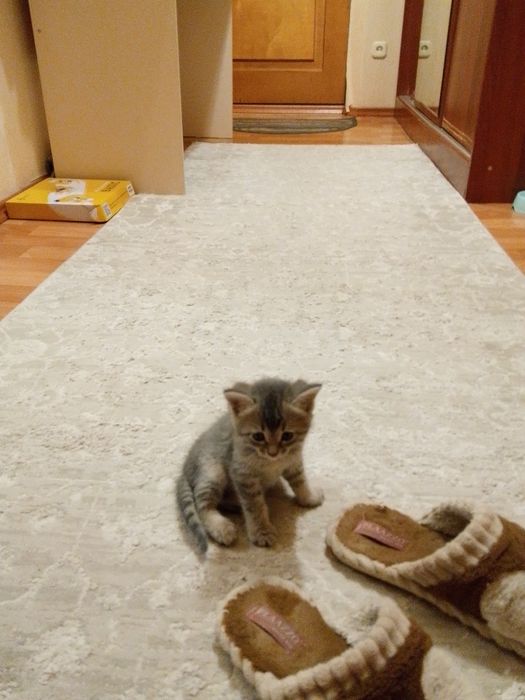 Отдам котёнка          !