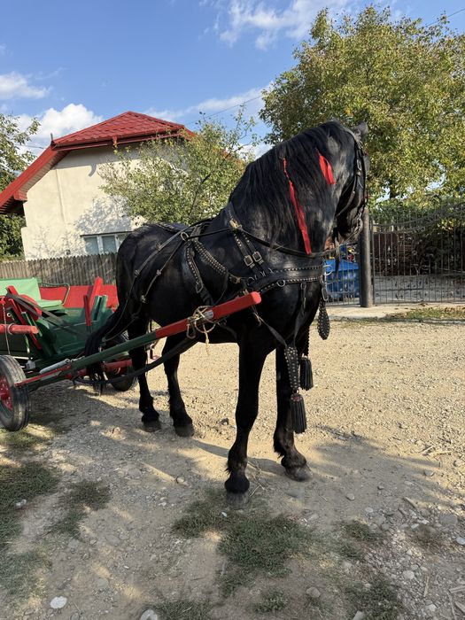 Armasar frizian 6 ani