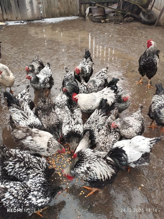 Găini și cocoși wiandotte