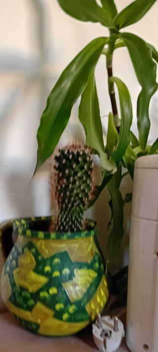 Кактус кактус кактус