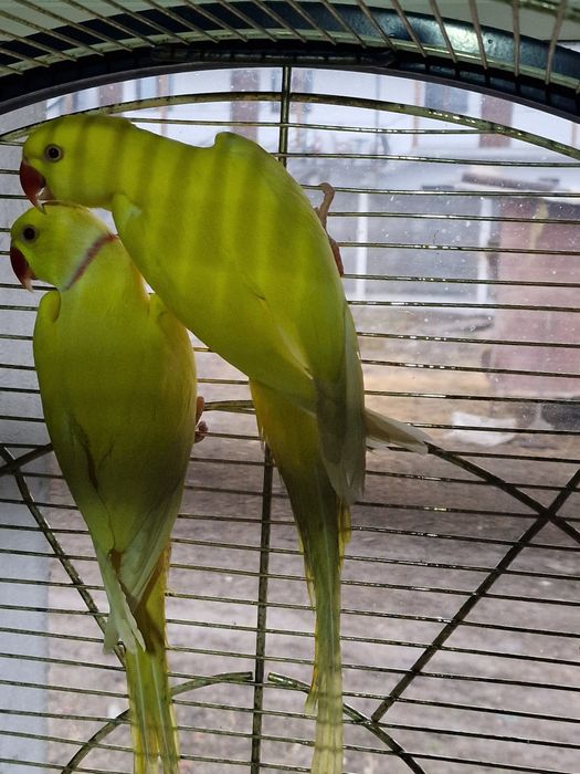 Papagali micul Alexandru