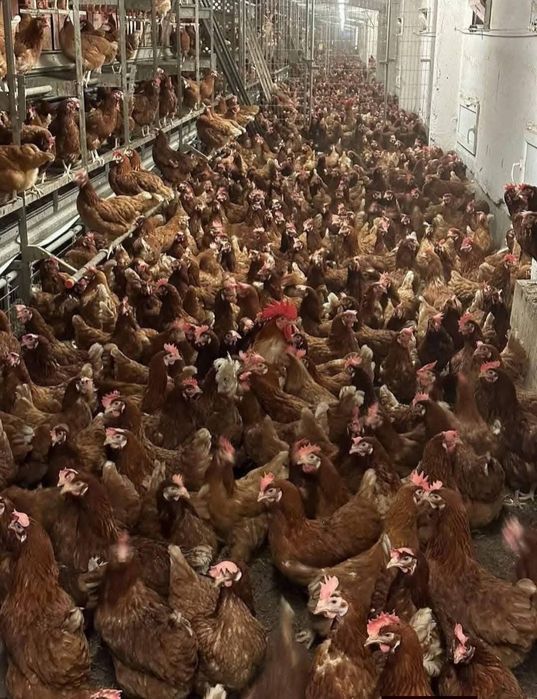 Găini roșii ouătoare ISA Brown – 11 luni
Vând găini roșii ISA Brown, î