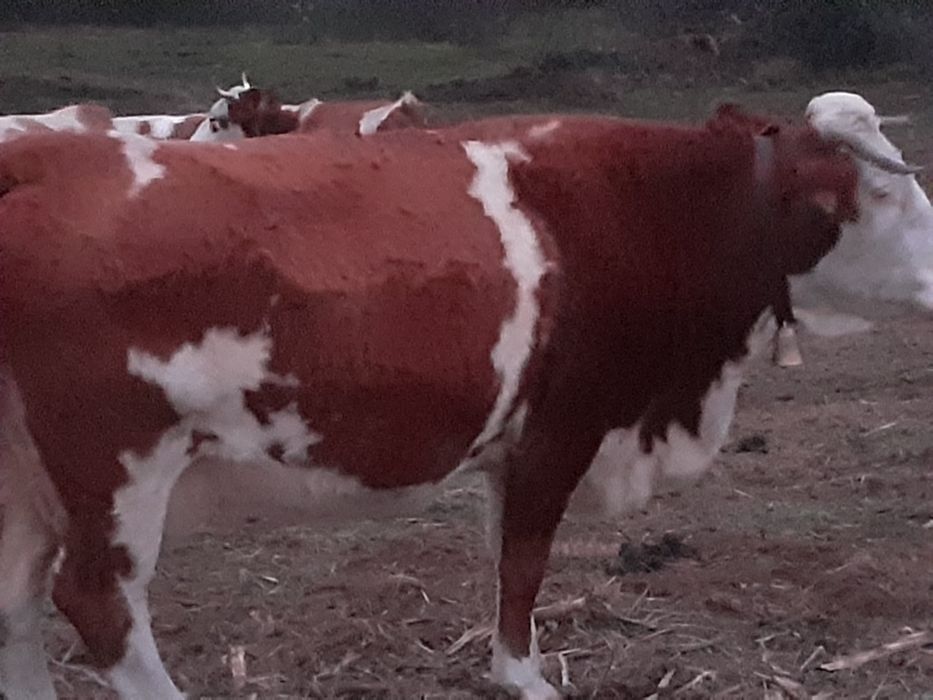 vand vaca de zece anii