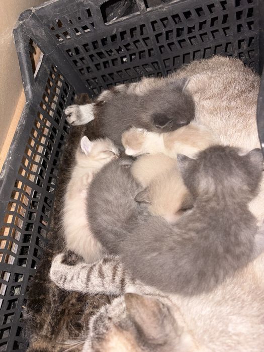 Милые котята ищут дом