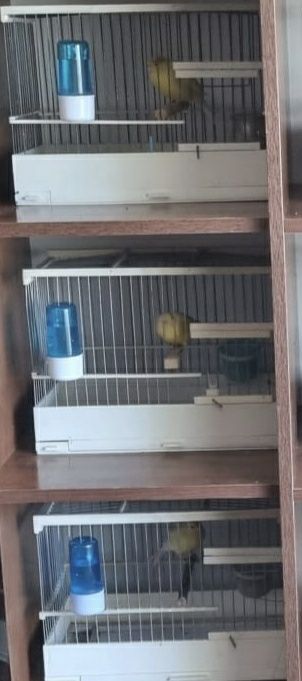 Клетка для кенара