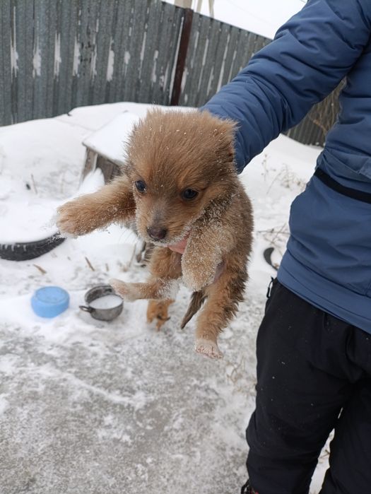 Щенки ищут домик.