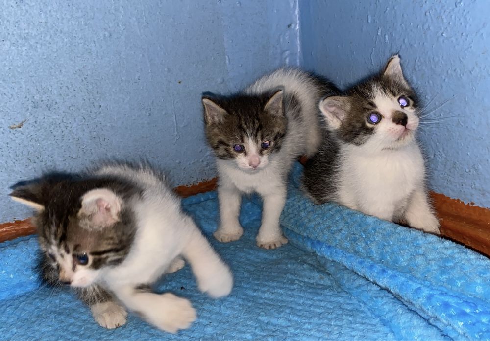 Котята Мальчики