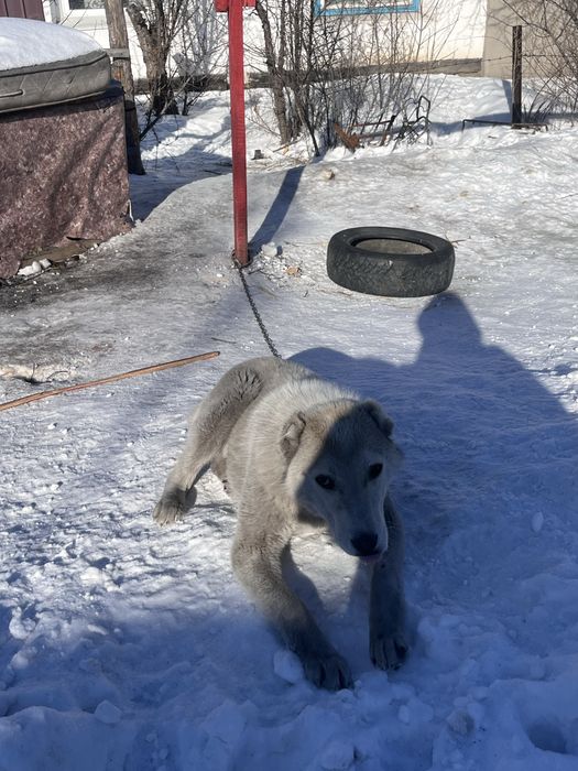 Продам алабай 4ай