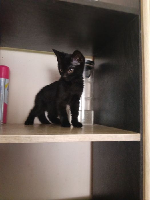 Котёнок девочка 2,5месяца.
