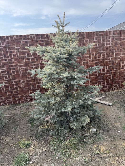 Продам Елки.район туздыбастау