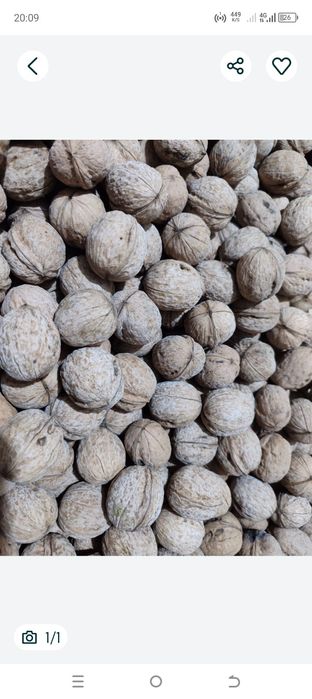 Жаңғақ.            .