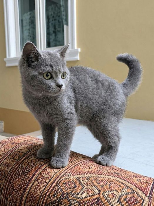 Кошки очен красивий Mushuk juda chiroyli