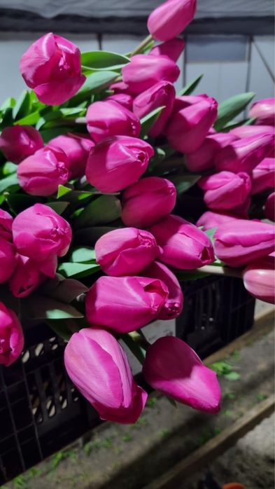 Цветы тюльпаны актау