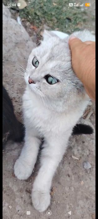 Мысык мальчик 1 год, шотландский вислоухий