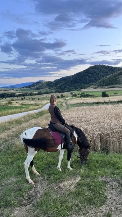 Cal de echitatie / calarie foarte bland, ideal pentru copii