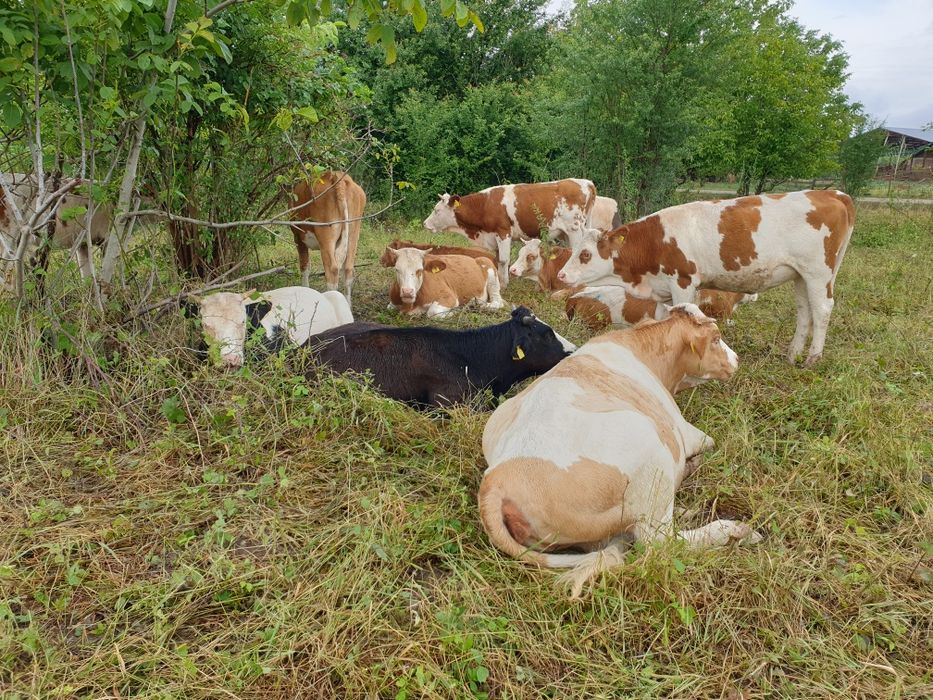 Transport animale vii .vaci cai porci oii.etc.intern extern