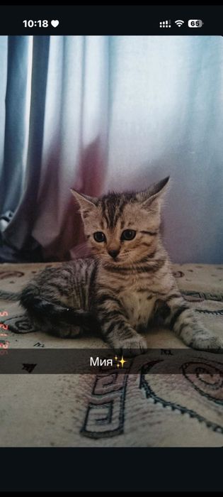 Отдать котёнка породистый