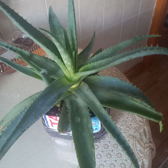 Продам Алоэ лечебное растение