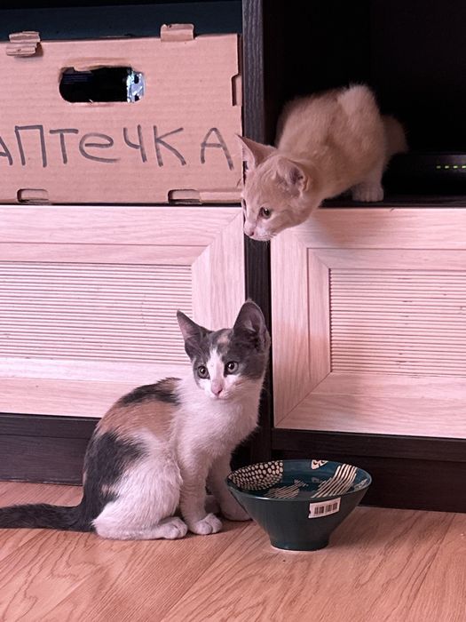 Ищу хозяина / хозяев для домашних котят