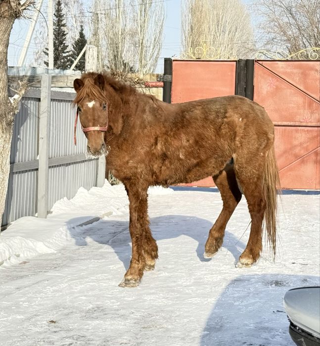 Продам кобылу 6 лет