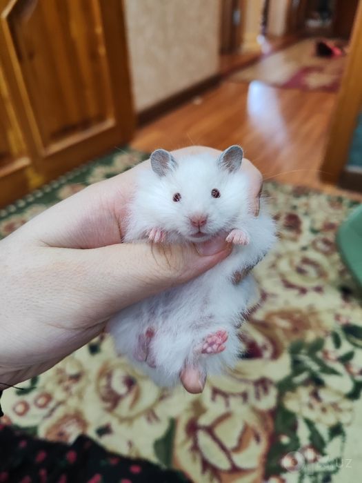 Хомяк пахмоққинамкууу