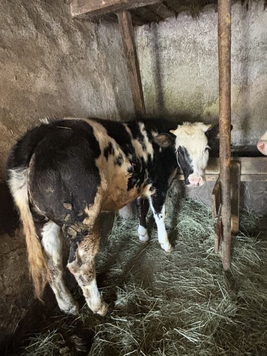 Vand doi vitei tauraș balțat si viteaua belgiana