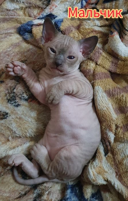 Канадский Сфинкс котята