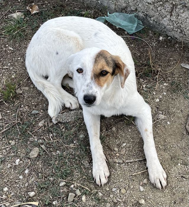 Caini superbi pentru adoptie gratis