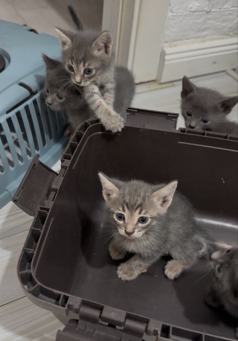 Котятки в добрые ручки