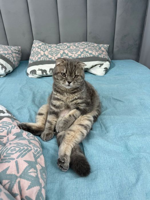Отдам в хорошие руки кота,