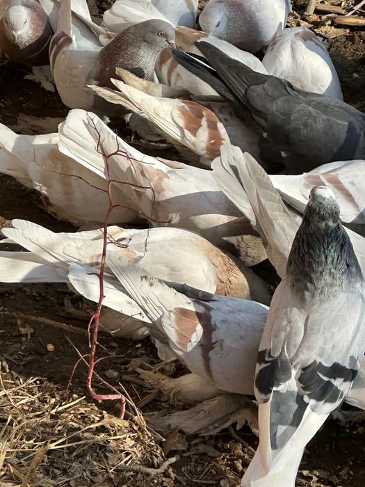 Голуби лохмоногие домашние