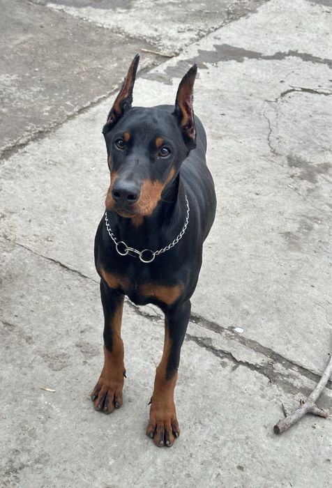 Щенок добермана с документами