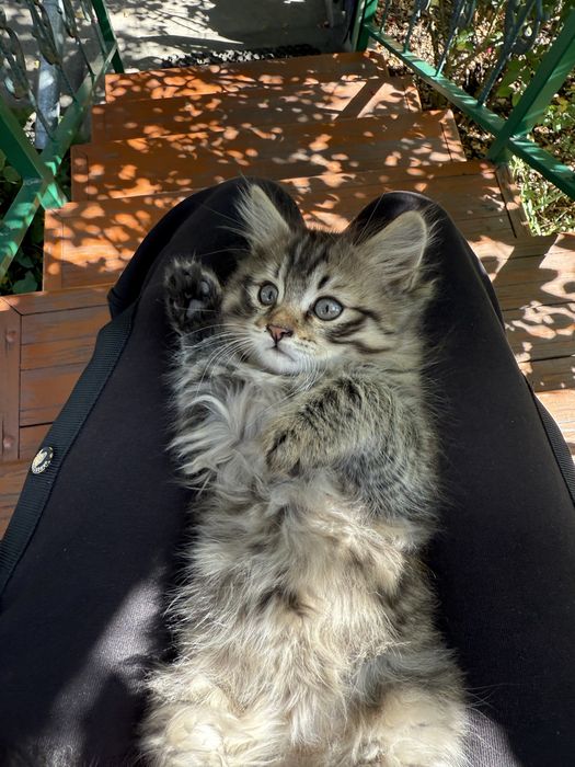 Отдам Котят в добрые руки