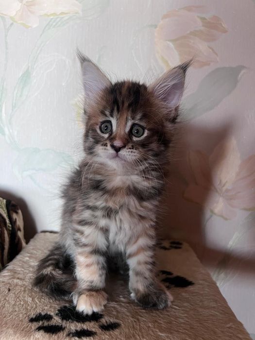 Продаю котят . Порода мейн Кун.