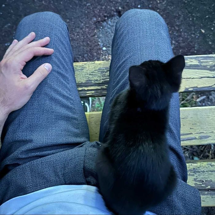 Отдам котенка в хорошие руки