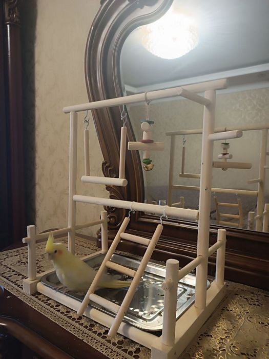 Стенд для ручных папугаев.