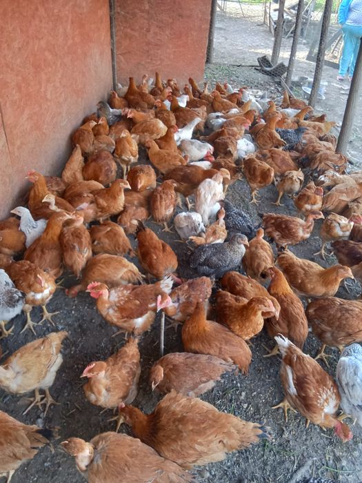 Vînd puicuțe 2 kg 60 lei